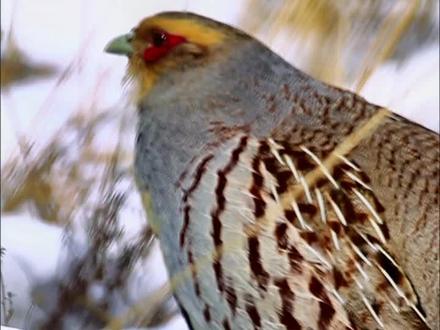 沙半鸡科普知识2