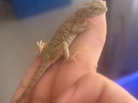 卷尾沙蜥饲养全教程 #爬宠