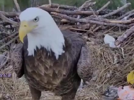 全新白头鹰育雏(一):两只幼鹰足足打了半个多小时,实属罕见 #白头海雕育雏 #奇妙的动物 #动物世界