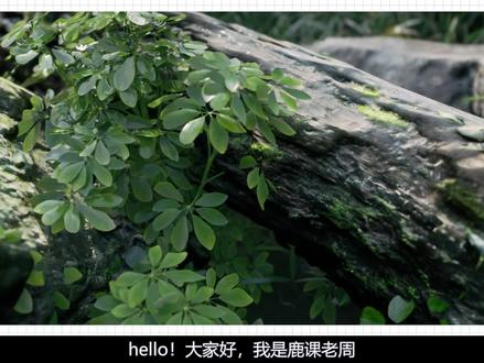 D5渲染器高手进阶六大高效率技巧-纯纯干货!速度学习!