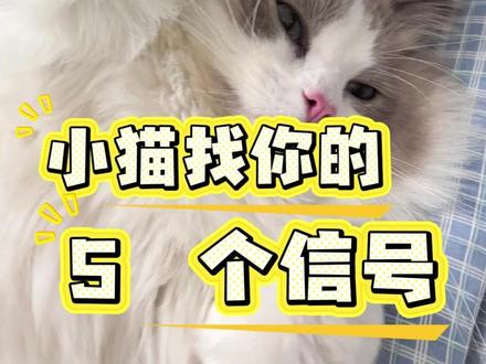 毛孩子有事找你 你知道吗? #新手养猫 #猫咪冷知识 #关注我持续更新养猫小知识