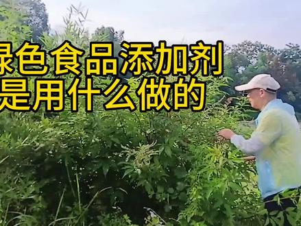 健康的绿色食品添加剂做法来了,你会做吗?不会跟我学。 #植物科普 #野生植物 #药用植物 #纯天然 #绿色