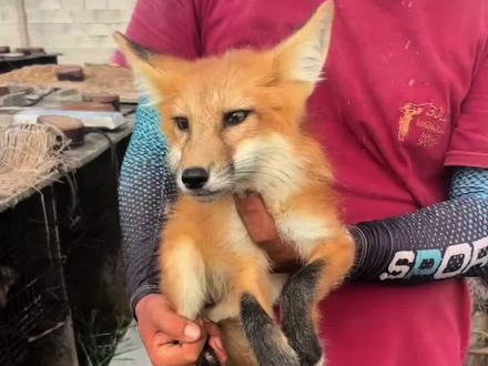 狐狸都吃什么呢,你以为狐狸只吃肉吗