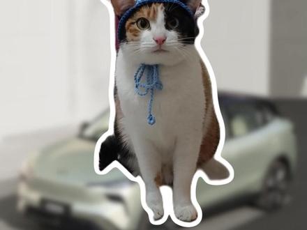 难道它真学会分辨汽车了 萝卜纸巾猫咪逐渐闯入汽车赛道! #萝纸巾猫咪逐渐抽象#萝卜纸巾猫咪#猫咪高智商才艺大赏#一汽奔腾悦意