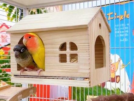 花一次钱用好多年,看我怎么让你养鹦鹉省钱!#鹦鹉鸟窝 #木屋鸟窝 @抖音小助手