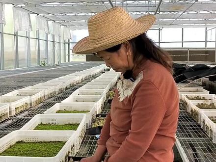 你觉得它到底是植物还是动物?评论区告诉我#三农#五倍子 #抖音助农 #乡村振兴 #上热门@DOU+小助手