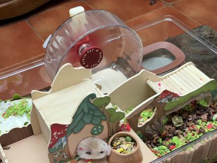 火锅的精灵小屋#金丝熊笼子造景 #金丝熊笼子布置 #仓鼠笼造景 #金丝熊用品 #仓鼠笼子布置