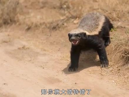 平头哥先后遭受了黑曼巴与野狗群的袭击,却依旧奇迹般的活了下来#蛇 #平头哥 #原创作品 #纪录片解说