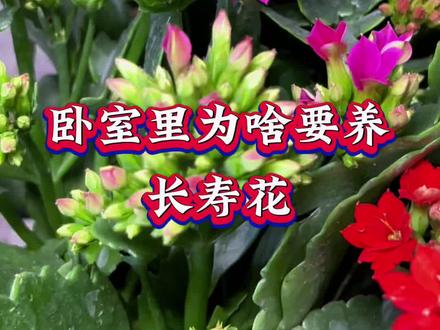 卧室为什么要养长寿花呢#家庭养花 #养花是一种心情