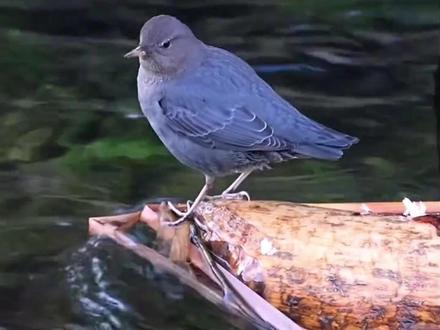 会潜水的鸟:河乌 #动物世界 #神奇的动物在抖音 #河乌