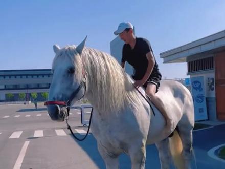 马到成功,分享科普15种不同品种的马。 #马 #马到成功#汗血宝马