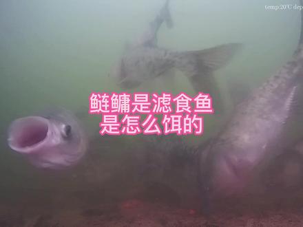 鲢鳙是怎么吃饵的.mp4