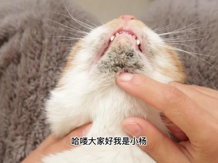 油脂分泌异常之黑下巴,为什么反复发作,如何从根源解决问题?你可能错过了最重要的一个环节#猫咪洗澡乖乖的 #黑下巴 #猫咪黑下巴 #猫咪的迷惑行为 #科学养宠 #猫