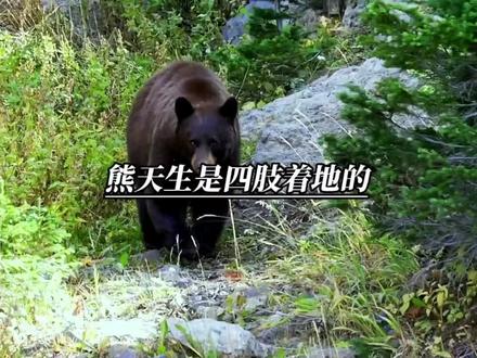 你知道熊直立行走行走的真相吗?动物也是一条生命,不爱请不要伤害 #动物 #熊 #马戏熊