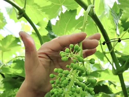 阳光玫瑰疏果技术详细讲解,一看就会#阳光玫瑰葡萄 #葡萄的修剪法 #三农 #优质农产品