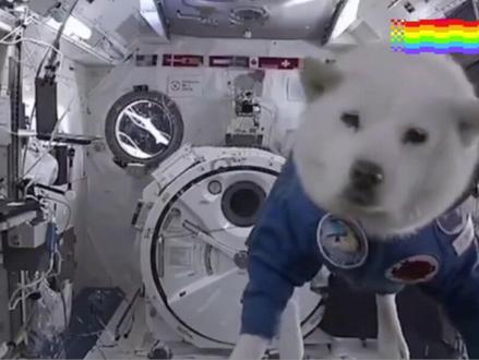 为什么科学家们送狗狗上太空,而不是猫猫呢?你知道吗?#星球部落 #科普一下