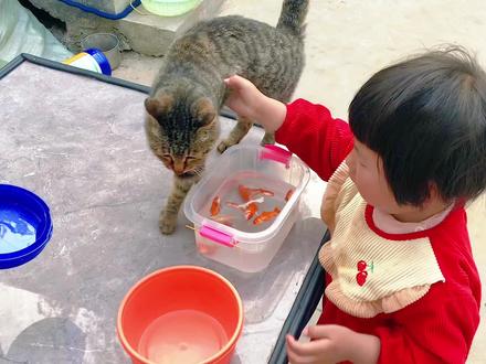 小猫咪偷吃小金鱼,儿童搞笑视频,小孩子爱看的视频1到6岁,动画#儿童搞笑视频 #小孩子爱看的视频3岁 #0到3岁幼儿早教益智动画大全 #1到3岁搞笑抖音 #0到3岁逗小孩笑的视频 #少儿小视频搞笑 #爆笑小孩搞笑视频 #1到3岁萌娃爆笑视频 #亲子互动 #3到6岁儿童益智早教动画