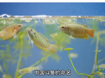 中国斗鱼的命名 #国斗 #最美原生鱼 #养鱼日记 #养鱼 #鱼缸里的大自然 中国斗鱼,又名:叉尾斗鱼、兔子鱼、天堂鱼等等,龙岩人叫“呯朋”,也叫“三斑”,两广人称为花手巾,婆莎婢,塘翻皮、沙蛮、鳑鲏婆 、菩萨鱼 等 。以前在我国南方的野外溪流、河沟、稻田到处可见,因为它的分布地带属于亚热带地区,因而中国斗鱼可以0℃以上的低水温环境中良好生存,在14℃以上的水温中它可以很好地生长,是著名的观赏鱼品种。德国著名的观赏鱼专家弗兰克.舍费尔在《迷鳃鱼大全》一书中对叉尾斗鱼的评价是:“最早的热带观赏鱼,也是迄今为最美丽的鱼种之一。”在西方国家,中国斗鱼是最受欢迎的观赏鱼种之一,被称为天堂鱼。