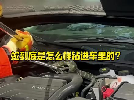 胆小者勿看,不用龇牙咧嘴的👀#汽车知识 #每天一个用车知识 #车里有蛇