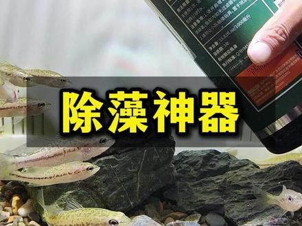 鱼缸爆藻问题 30秒就能学会如何解决! #养鱼经验分享 #水族用品 #鱼缸除藻