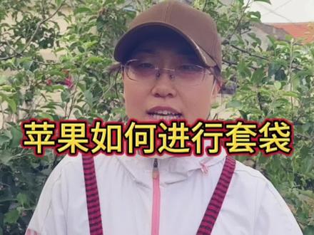 如何给苹果套袋#抖音助农 #果树管理技术 #农业技术推广 #三农 @农广