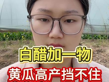 白醋加一物,黄瓜高产挡不住#黄瓜 #黄瓜种植#黄瓜种植技术 #三农#农业种植