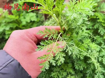 植物黄蒿的3大厉害妙用,天气越热越好用,家家户户用得到! #黄蒿 #中草药 #植物科普 #生活百科 #妙招