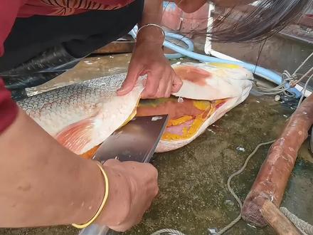 要问世界上哪种鱼最难吃,鱤鱼说第二,没有鱼敢说第一#鱤鱼 #淡水鱼