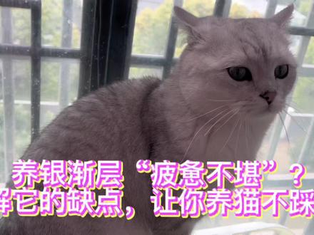 养银渐层“疲惫不堪”?了解银渐层缺点,让你养猫不踩坑#银渐层 #宠物知识 #萌宠 #萌宠出道计划