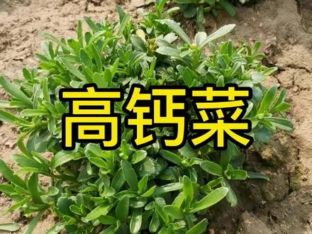 高钙菜种植简单!苗子直接栽就可以了!可以多年生,喜欢的朋友可以去拍了!#农业种植 #高钙菜 #养心菜 #新农人