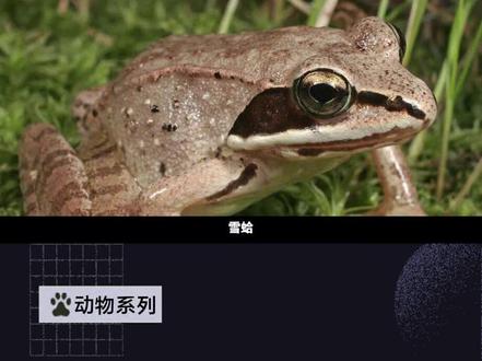 快速带你了解雪蛤#雪蛤