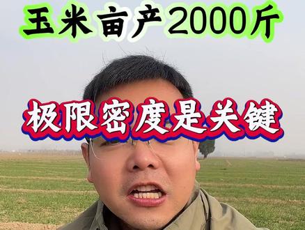 玉米亩产2000斤,极限密度是关键 #玉米种植 #玉米种植技术 #玉米种子