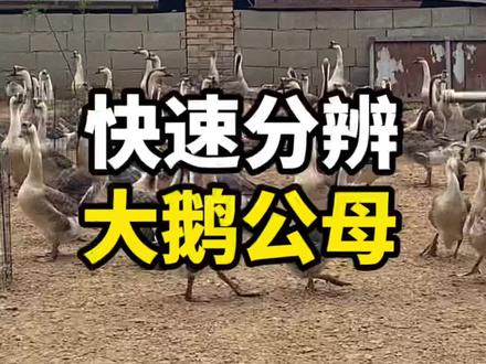一分钟,教你辨别大鹅公母!#我要当同城红人 #抖音三农 #优质农产品 #三农 #农产品推荐官 #美食 #抖音助农 #农村生活 #返乡创业青年