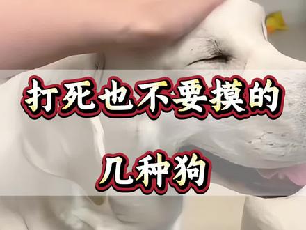 打死也不要摸的几种狗#猫#狗#宠物