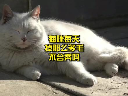 猫咪每天掉那么多毛不会秃吗? #猫 #喵星人 #猫咪