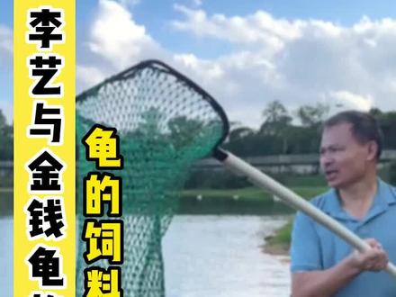 龟都喂什么呢?#金钱龟