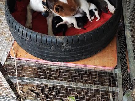 大家知道狗妈妈是怎样帮小奶狗清理屎尿的吗 #小奶狗 #狗妈妈 #狗狗