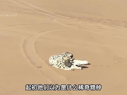 雪豹误入沙漠,救援队历经数小时极限拯救"沙尘豹" #动物世界 #沙尘豹 #雪豹