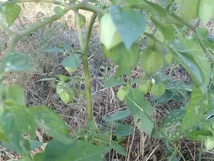 灯笼果的功效与作用图片 f3701ab6a13fe29d95e491e901c6f81f~tplv-dy-resize-origshort-autoq-75:330.jpeg?x-expires=2014657200&x-signature=UXATvUyrI5e%2BFyXlcb7XbyVplAw%3D&from=3213915784&s=PackSourceEnum_AWEME_DETAIL&se=false&sc=cover&biz_tag=pcweb_cover&l=202311070339250E425C0D249231391BA9