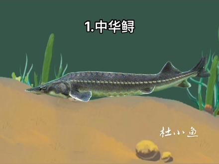 国宝级鱼类.#作品推广上热门 #钓鱼知识 #户外钓鱼 @DOU+小助手 #变声