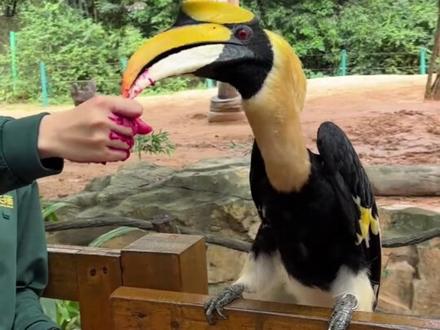 鸟界模范父母,双角犀鸟 #动物科普 #双角犀鸟 #保护动物