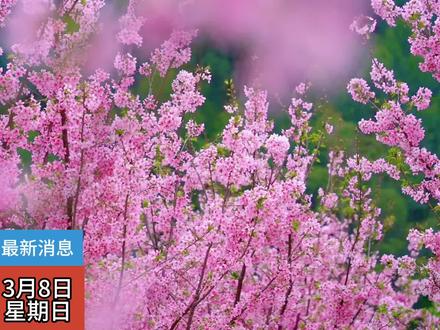 剧柳州最新消息,柳州周边的樱花谷迎来了盛花期!##樱花#柳州樱花#柳州樱花谷 #柳州赏花拍照#柳州旅游攻略