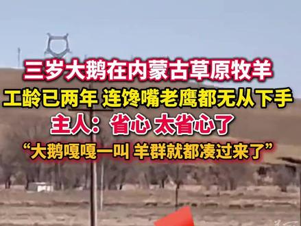 #三岁大鹅帮主人在内蒙古草原牧羊 大鹅主人:它1岁的时候就开始“上班”了,遇到飞禽走兽都会发出指令(来源:美丽浙江、淄博徐)#神奇动物