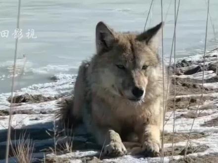 🐺中国首个野狼保护站落地,用科学守护荒野生灵的自由呼吸🌿。每一块基石都在重构人类与自然的共生语法📚。野性的回归,是生态链最原始的平衡方程式#科普 #狼王格林#正能量#李微漪 @抖音小助手