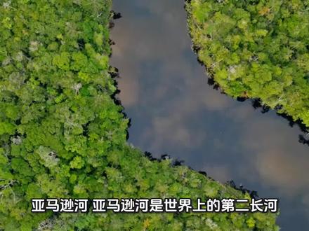 每天学点地理常识#亚马逊河
亚马逊河是世界上的第二长河。它发源于秘鲁境内安第斯山麓,横穿整个南美大陆,最后注入大西洋,全长约6437公里。
亚马逊河的得名,可追溯到16世纪。公元1541年,西班牙殖民者弗朗西斯科·奥雷利亚纳率领一支探险队,对亚马逊河进行全面考察。由于大河两岸森林密布,渺无人迹,又常有毒蛇猛兽出没。由于船上的粮食短缺,大家面临着饥饿和死亡的严重威胁。正当一筹莫展之际,他们发现附近有一个印第安人的村庄,于是停船上岸,疯狂地抢劫村里的粮食,与手持简陋武器的印第安人发生了激战。印第安人勇敢地予以还击,使奥雷利亚纳和其他殖民者惊恐万分,尤其是那些强悍英勇的印第安妇女,更给他们留下了深刻的印象。奥雷利亚纳想起了希腊神话中一个名叫亚马逊的女人王国,这个王国位于黑海高加索一带,王国里的妇女英勇善战,尤精骑射。于是,奥雷利亚纳便把乘船航行过的这条世界第二长河取名为亚马逊河。
也有人说“亚马逊”来源于印第安语。在印第安语中,称大潮为“亚马逊奴”。由于海潮可以沿亚马逊河