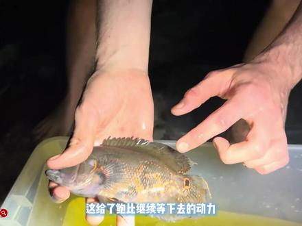 鲍比泥塘遇巨鲶,双手发抖狂收线 #鲍比捕鱼 #户外捕鱼 #抓鱼 #养鱼日记 #观赏鱼