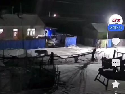 黑龙江一东北虎风雪夜进村觅食,为何鞭炮驱离无法长期使用?