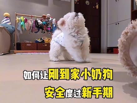 小奶狗到家 原来这些细节才重要!! 新手养狗必看攻略#萌宠出道计划 #科学养宠攻略 #幼犬粮推荐 #鲜朗幼犬狗粮 #比熊