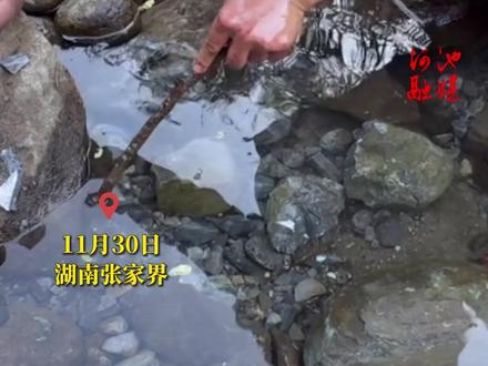 厉害!简单粗暴但有效,建哥直接木棍叉鱼上货,还得是“荒野永动机”。(来源:荒野建哥;编辑:蓝艳婧;校对:韦丽春)#热点关注 #现场实拍 #荒野求生