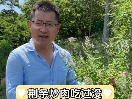 黄荆俗称荆条,小时候有被它打过的孩子吗,都成才没呢?!#植物 #黄荆 #荆条 #科普 #植物科普